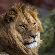FAUNA