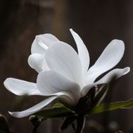 FLORA