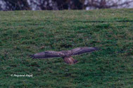 Mäusebussard Buteo buteo