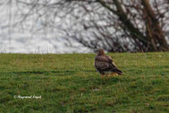 Mäusebussard Butep buteo