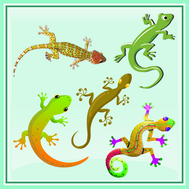 lézard