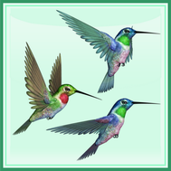 colibri