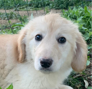 Fenja (03/23)