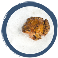 Winterstarre oder Kältestarre