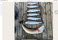 Lachse angeln in Norwegen, mittlerer Fluss, mit Fliege