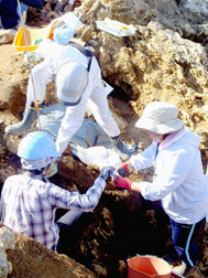 約2万年前の人骨が出土した発掘調査現場。発掘した人骨を採取する調査員=11月30日、新石垣空港内の白保竿根田原洞穴遺跡