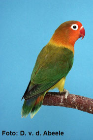 EF Euwing   Agapornis fischeri (Pfirsichköpfchen) 
