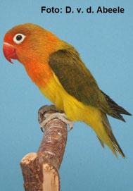 DF Euwing   Agapornis fischeri (Pfirsichköpfchen) 