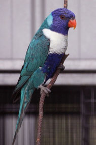 Blau Trichoglossus haematodus moluccanus (Gebirgslori)