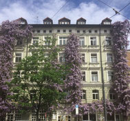 Glycine , Kirchenstraße in  München     Foto: Heidrun Langer