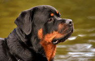 Un chien rottweiler prés d'un plan d'eau par coach canin 16 dressage chien en charente