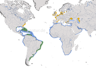 Karte zur Verbreitung der Brandseeschwalbe (Thalasseus sandvicensis).
