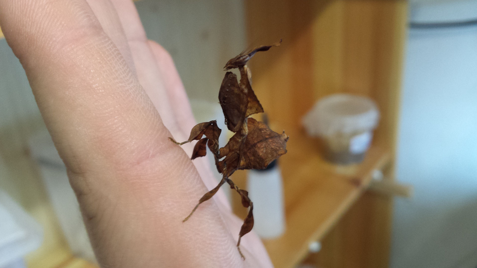 Geistermantis Haltung Waldviertler Reptilien Zucht Lizard lounge