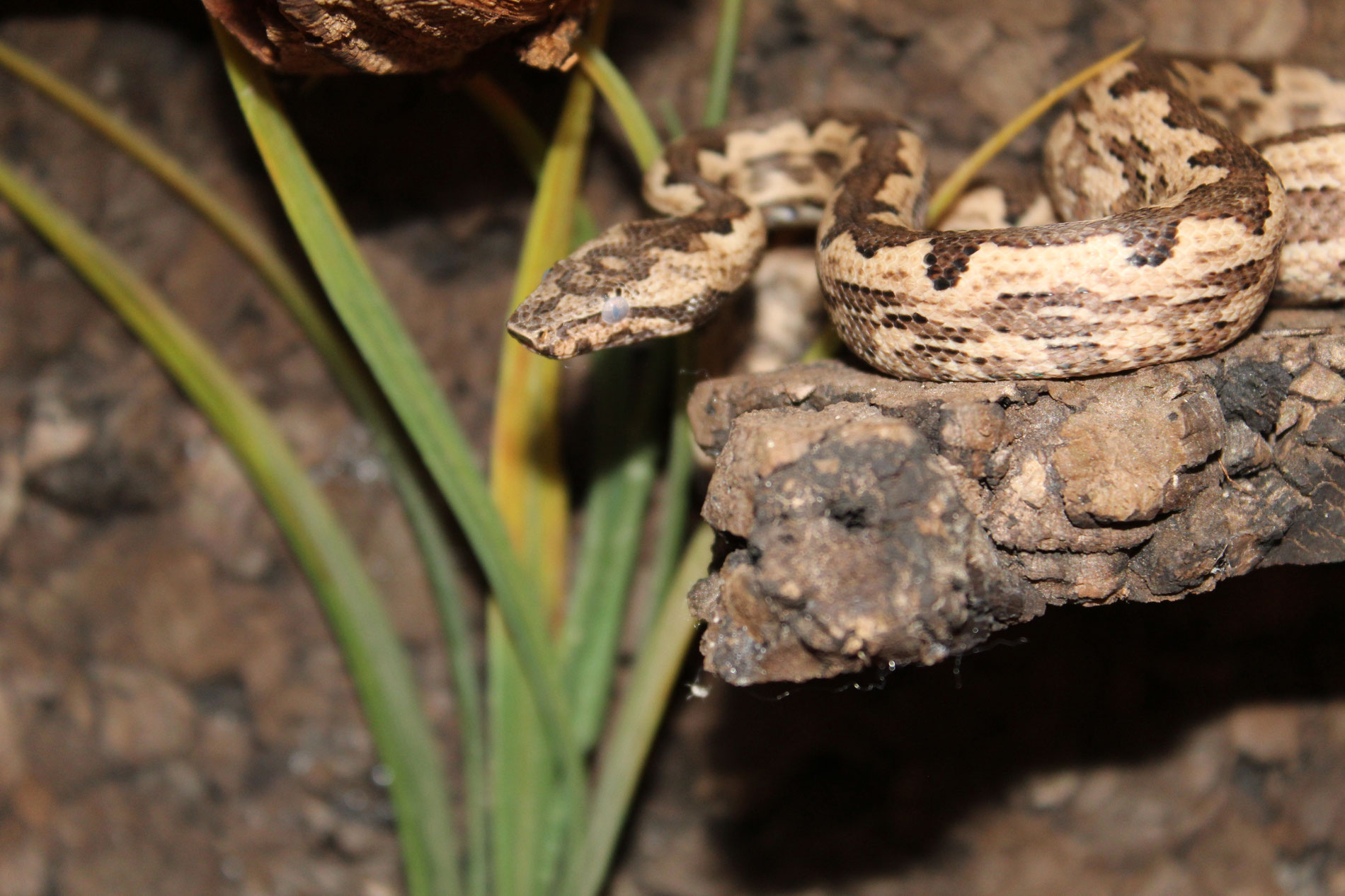 Pzifikboa (Candoia carinata paulsoni) - reptile-storms Webseite!