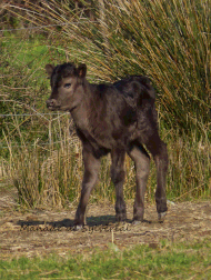 veau camargue manade sylvéréal