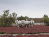 chevaux manade Sylvéréal visite entre Aigues_Mortes et les Saintes maries de la mer