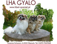 tibet-spaniel-lha-gyalos