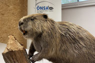 Foto: ÖNSA/R. Drescher