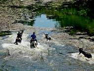 pendant la gase, les taureaux et chevaux traversent un cour d'eau (fleuve, canal..) à la nage... si tout va bien ;-)