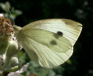 [Foto: kleiner Kohlweissling (Pieris rapae) in Schwieberdingen, 26.6.2004]