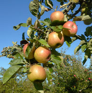 Pflückreife Äpfel (Vereinswiese)