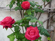 Rosal flor roja olorosa