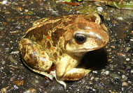 Knoblauchkröte; Foto: C. Buchta