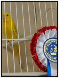1º en Categoría, Monográfico ACEP-SBS, Nàquera 2013: Hembra Flavo Pío Dominante Opalino Verde Oliva.