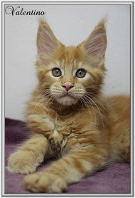Maine Coon red
