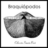Catálogo de braquiópodos