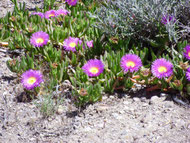 Ground cover plants