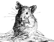Wermaus