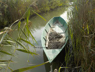 roubine Camargue visite biodiversité canaux sauvages