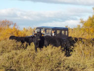 visite en 4X4 au milieu des taureaux et des chevaux Camargue  