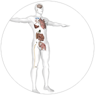 Messung mit Global Diagnostics in der Praxis für Heilpraktik in Peine / Stederdorf