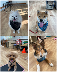 安城の犬の教室に参加した犬たち