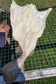 cured cod - eingesalzener Kabeljau