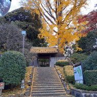 銀杏の木