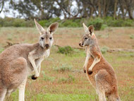 Australia-kangaroo-marsupial