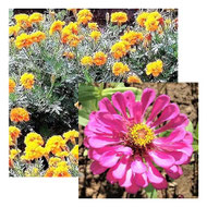Image Link to the Article and Photographic Display, Entitled, “The Garden in Cuidad de Victoria” which Provides Information and Shows Many Photos about Flowers and Plants