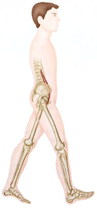 profil psoas marche posture ostéopathe arènes toulouse