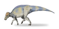 Bild eines Brachylophosaurus