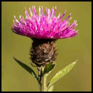 Flockenblume auf einer Blumenwiese