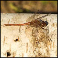 Große Heidelibelle (Sympetrum striolatum) Männchen