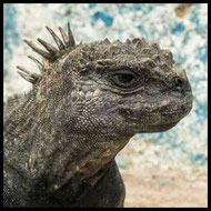 Meerechse (Amblyrhynchus cristatus) auf Galapagos