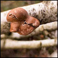 Birkenporling - Fomitopsis betulina