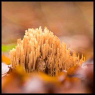 Korallenpilz (Ramaria sp.) im Buchenwald