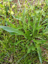 Plantain contre piqûres d'ortie, d'insectes, ampoules, allergies, conjonctivite, toux Coubortiges, sur la commune de Pouffonds, à quelques kilomètres de Melle en Sud Deux-Sèvres