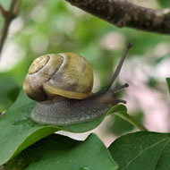 Foto: (K. Geilen) Bänderschnecke