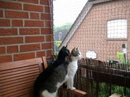 Katzensicherer Balkon - Streunerhilfe Ni-No e.V.